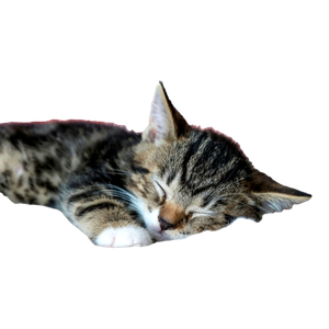 Related cat image: Cute Tabby Kitten Peacefully Sleeping On A Soft Furry Blanket Indoors. 19485